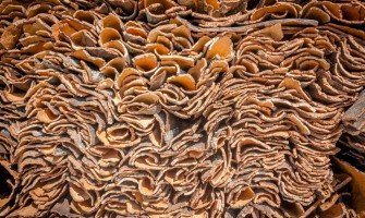 Caraterísticas da cortiça