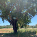 Image Caption